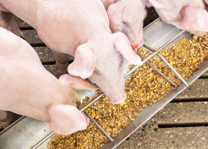 Mit der optimalen Protein Zusammensetzung Futterkosten sparen artikel schwein Mit der optimalen Protein Zusammensetzung Futterkosten sparen artikel schwein